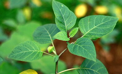 Datura metel or thorn apple plant in the garden.