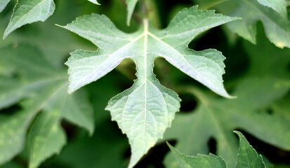 Tithonia or Mexican sunflower plant in the garden.