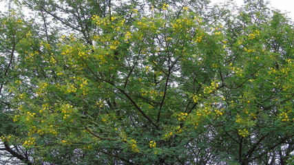 green leaves on a tree