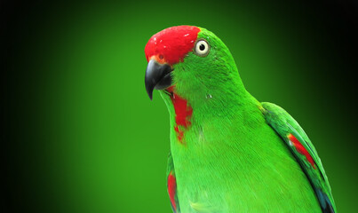 Fototapeta na wymiar scarlet macaw parrot