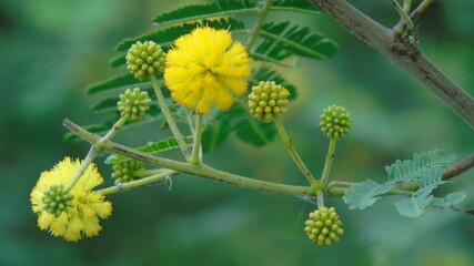yellow flower on green background