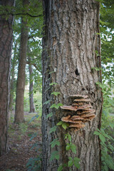 Mushrooms on a Tree, Carolina Woods