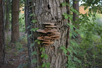 Wild Mushrooms on a Tree, Carolina Woods