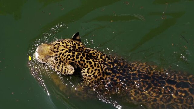 slow-motion of jaguar tiger playing and swimming in pond