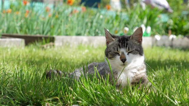 Cat lying in green grass at the garden. Summer time. Outdoors