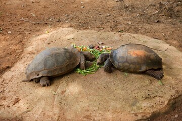 Obraz premium Lunch time of lover Turtle in Korat Zoo, Thailand.