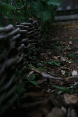 Fototapeta premium Natural Garden along path