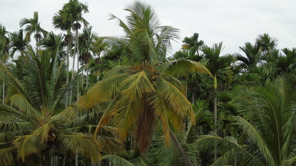 coconut palm tree © Lethish
