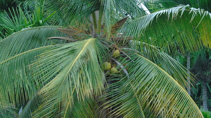 coconut palm tree leaf
