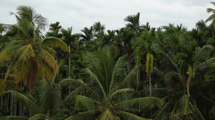 Obraz premium palm trees in the wind