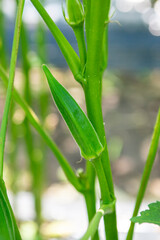 収穫前のオクラ