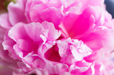 Obraz na płótnie Canvas Soft floral pink abstract background. Macro blur flower. Pink peony