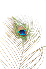 Obraz premium peacock feather closeup