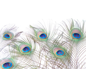 Obraz premium peacock feather closeup