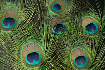 Fototapeta premium peacock feather closeup
