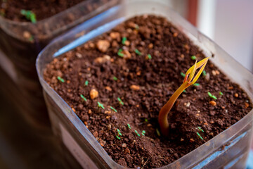 Mango seed/ seedling plant growth in dirt container. Home garden tropical agriculture project. Beginning of new life.