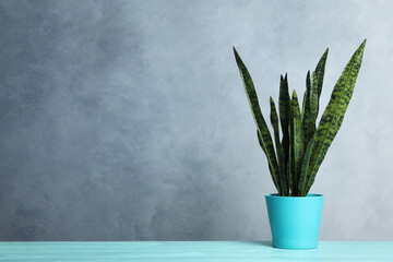 Artificial plant in flower pot on light blue wooden table. Space for text