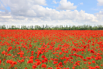 Beautiful red poppy flowers growing in field