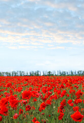 Beautiful red poppy flowers growing in field