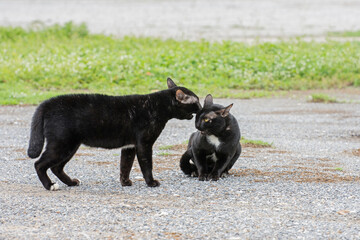 Two black cats are  fighting in the open courtyard.