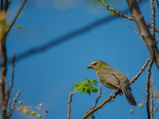 pepitero grisáceo​ sentado en planta de paraiso
