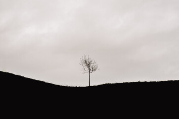 A single tree left in the mountain with dark cloud.