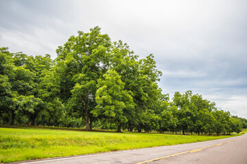 pecan trees in the country