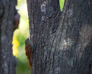 pequeño pajaro marrón agarrado de la corteza de un arbol