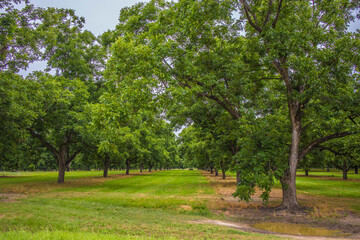 row of pecan trees in the country 