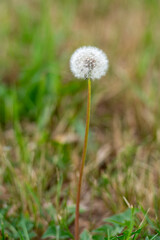 Dandelion dried and ready to blow away on the prairie