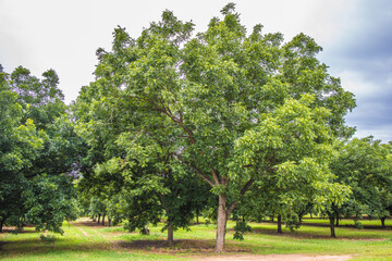 Fototapeta na wymiar trees in a field 