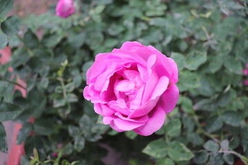 pink rose in garden