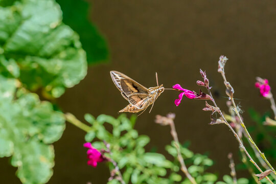 White Lined Sphinx Moth Feeding On Cherry Sage 