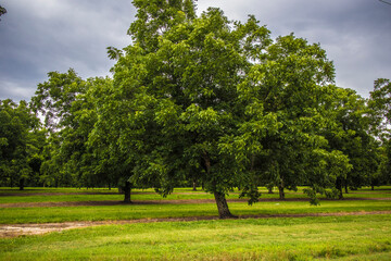 tree in a field