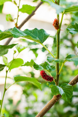 Red mulberry berry fruit with green leaf on the tree in the garden.