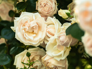 Rose bush. Close up view. Rose flowers are tenderly pink color.