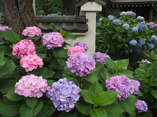 6月の紫陽花の色彩