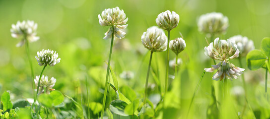 White clover flowers ( Trifolium repens ) in the green grass. Spring or summer nature background.