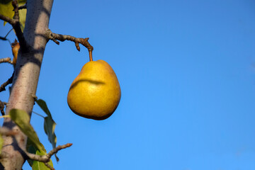 Organic ripe Pear in garden. Juicy flavorful pears of blue sky background. Pear hanging on  branch tree. Selective focus on fruit. Close-up. Copy space.