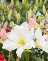 closeup beautiful white tulip in the garden. nature background