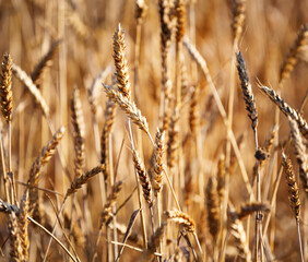 Wheat in a field ready for harvest.