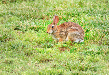 A brown rabbit in a grassy field.