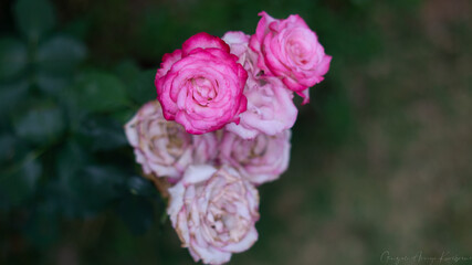 Hermosas flores