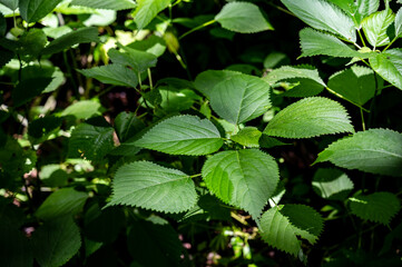 Common stinging nettle plant found in shadded timber area