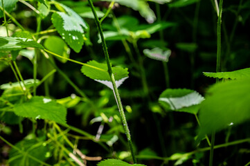 Common stinging nettle plant found in shaded timber area