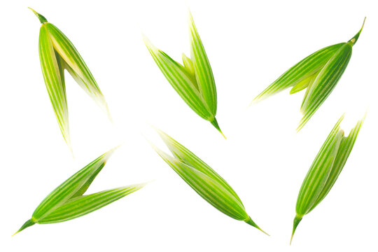 Green oats seeds isolated on a white background. Green oat seeds isolated on a white background. Set of green oat grains isolated on a white background. Top view of oat grains.