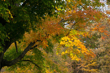 a tree of many colors