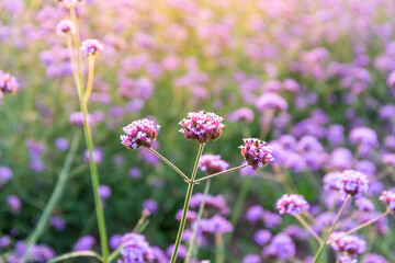 Closeup of Lavender flowers in the field. Nature background