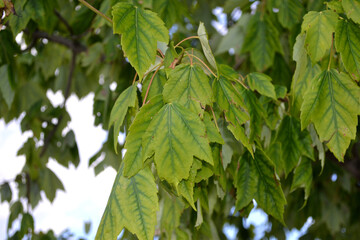 Bundle of Green Leaves Closeup