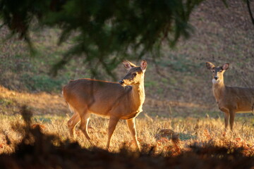 Nature,deer,family,grassland,wildlife,tree,beautiful,deer roaming in grassland, grazing.